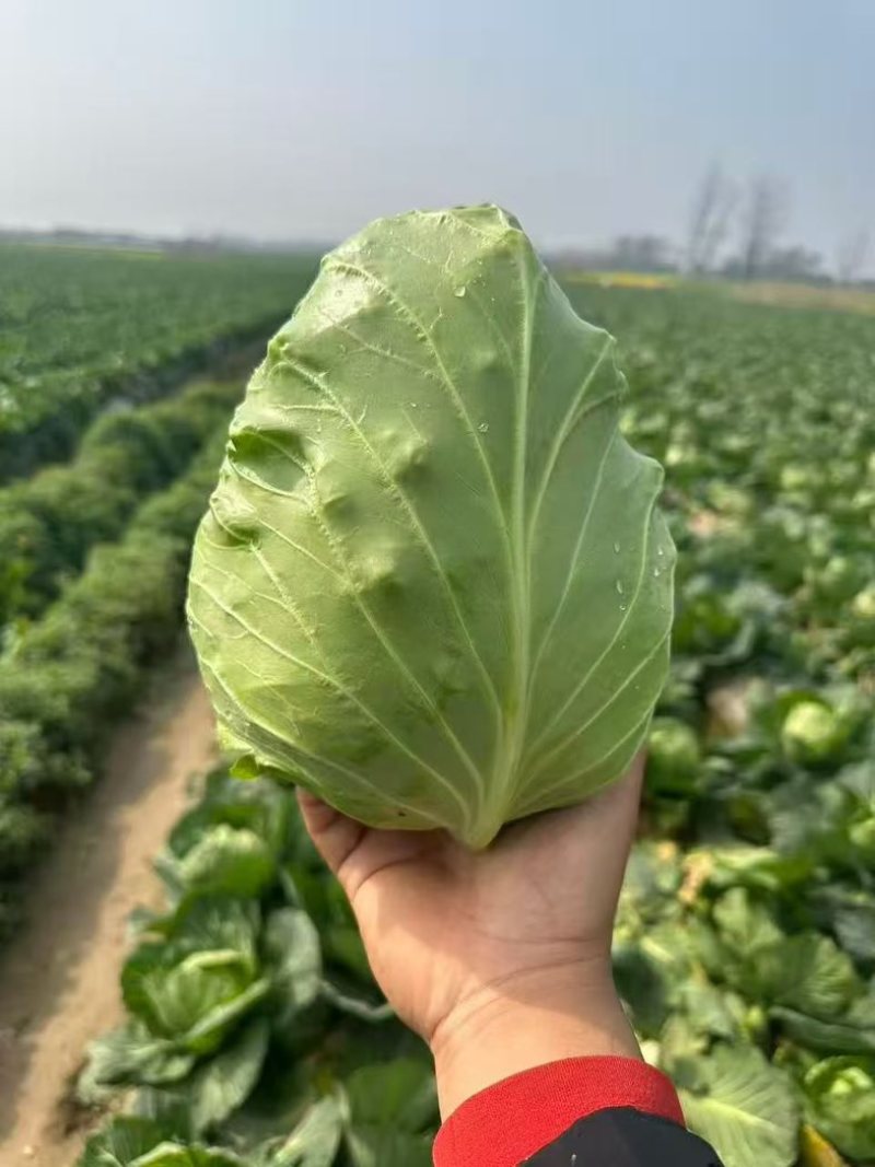 【宣甘蓝】手感菜大手感菜**宣甘蓝湖北产地两千亩