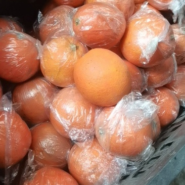 湖南纽荷尔脐橙