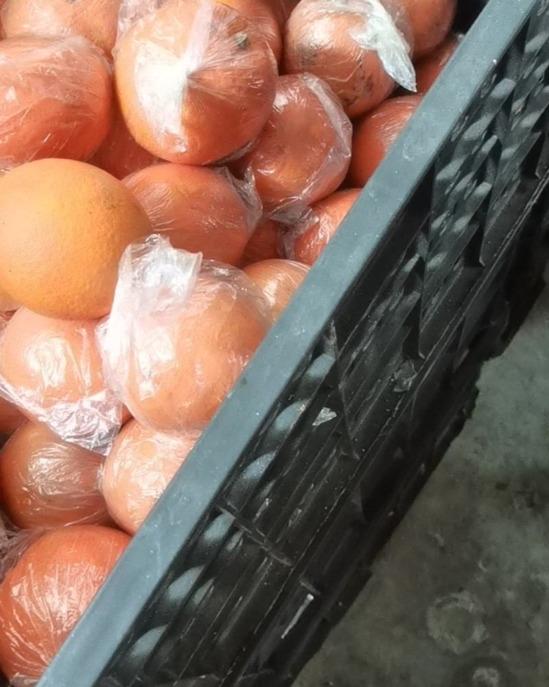 湖南纽荷尔脐橙