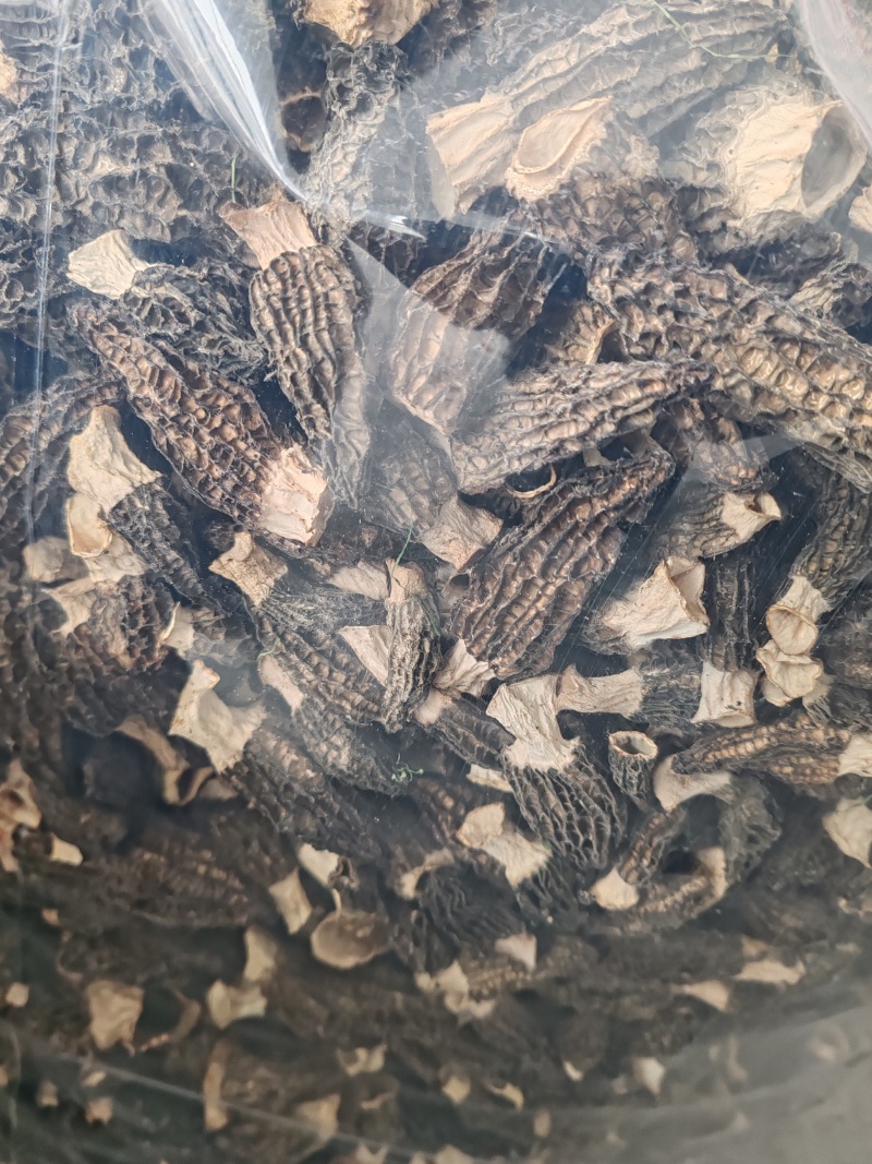 丽水遂昌六妹羊肚菌干