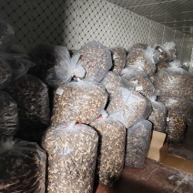 丽水遂昌六妹羊肚菌干