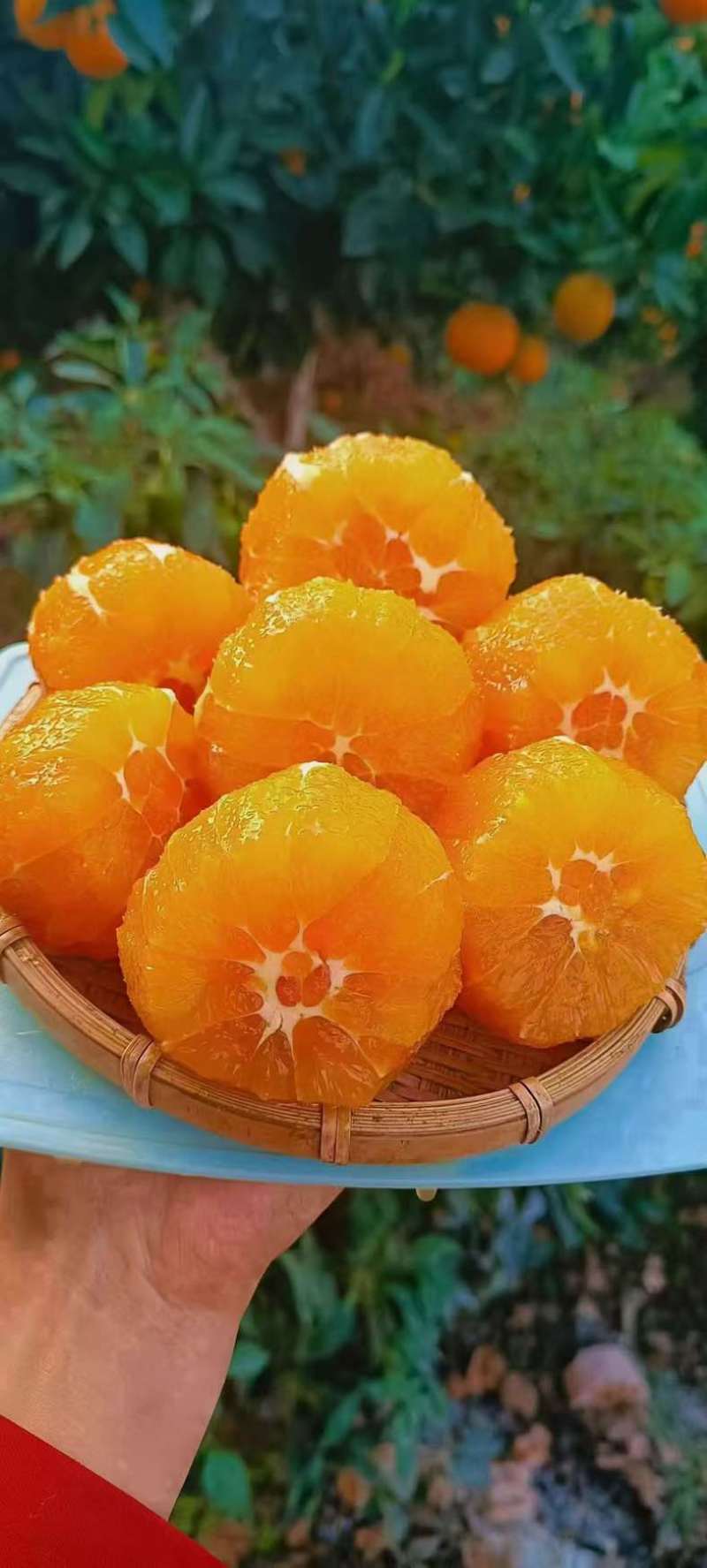橙子