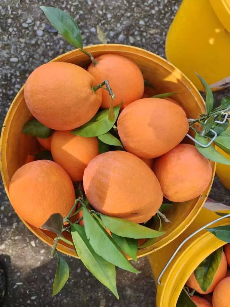 橙子