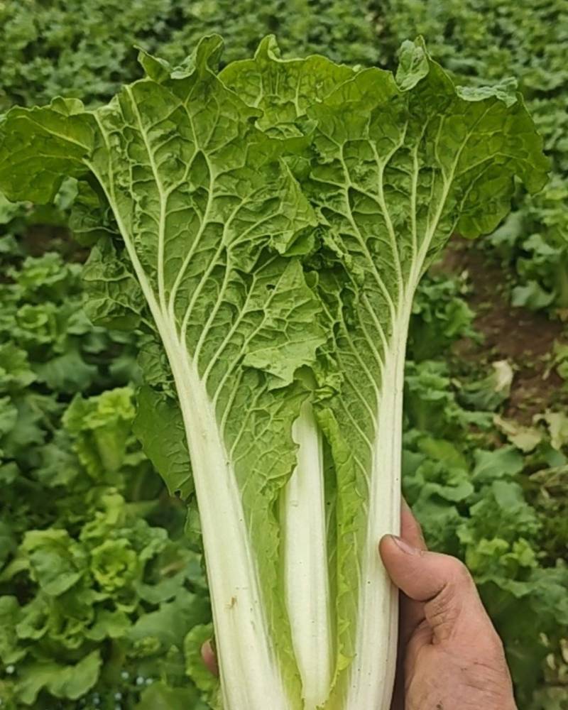 贵州露天二月白白菜迟白菜