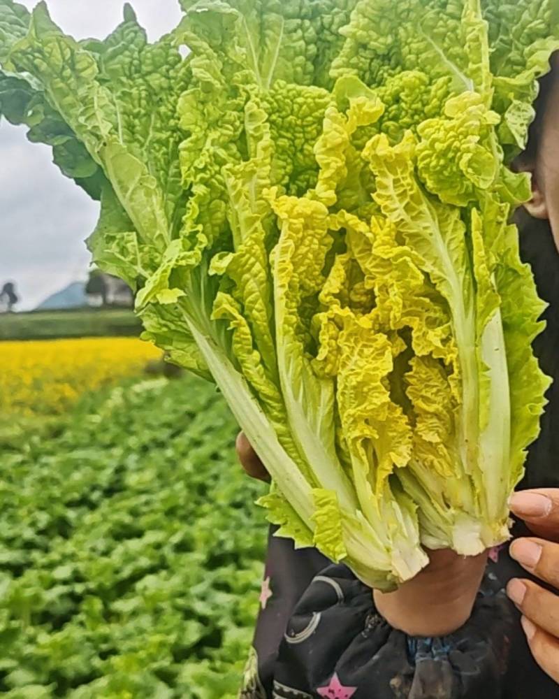贵州露天二月白白菜迟白菜