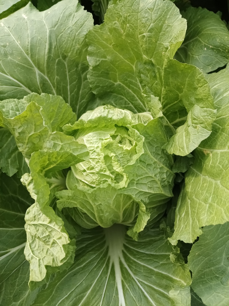 大白菜