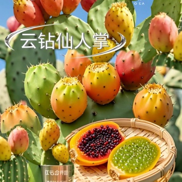 仙人掌果