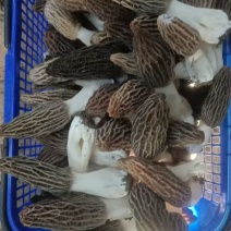 鲜羊肚菌