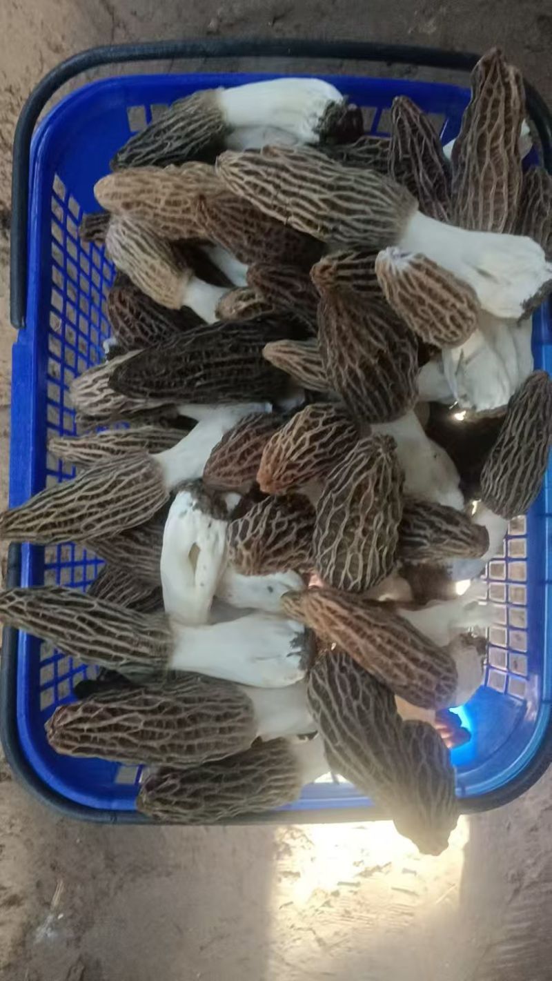 鲜羊肚菌