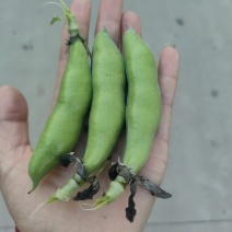 蚕豆