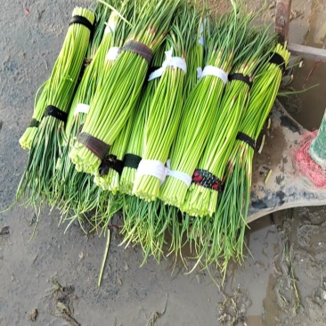 开封杞县附近红帽蒜薹陆续上市提前联系提前拿货抢人一步