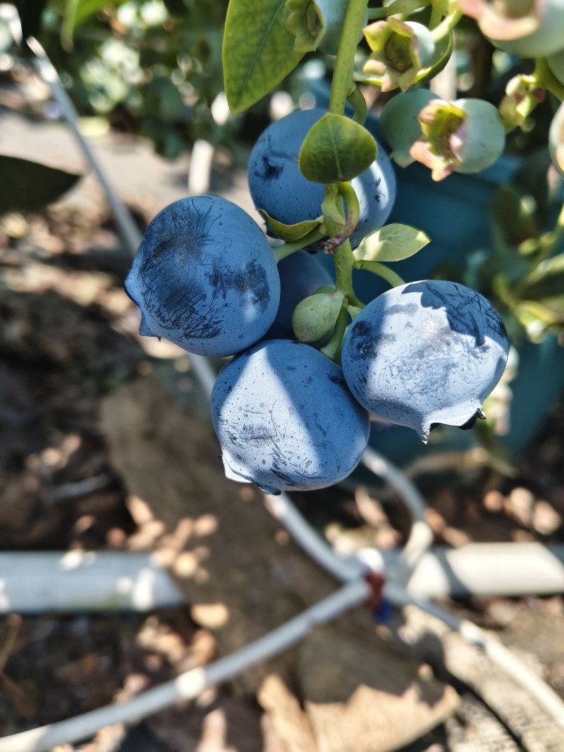 带盆带果带花蓝莓苗F6