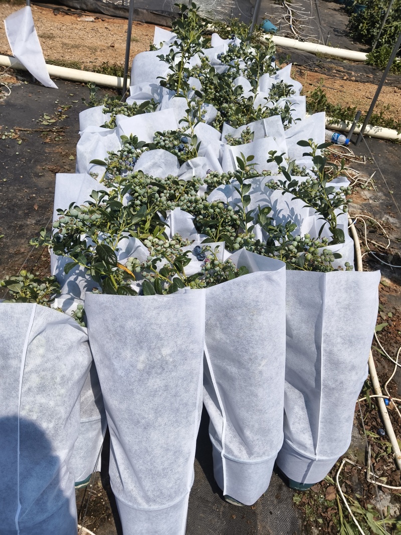 带盆带果带花蓝莓苗F6