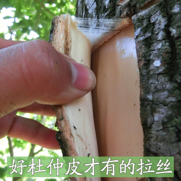 杜仲