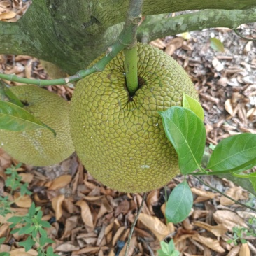 珍珠无胶菠萝蜜不粘手