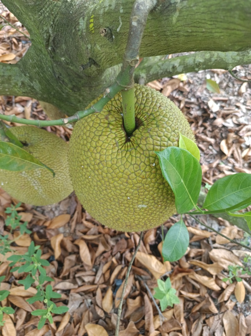 珍珠无胶菠萝蜜不粘手