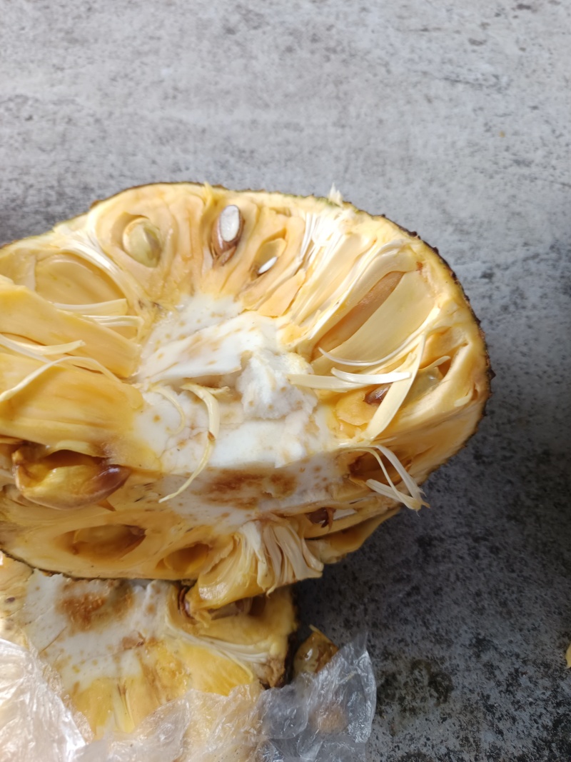 珍珠无胶菠萝蜜不粘手