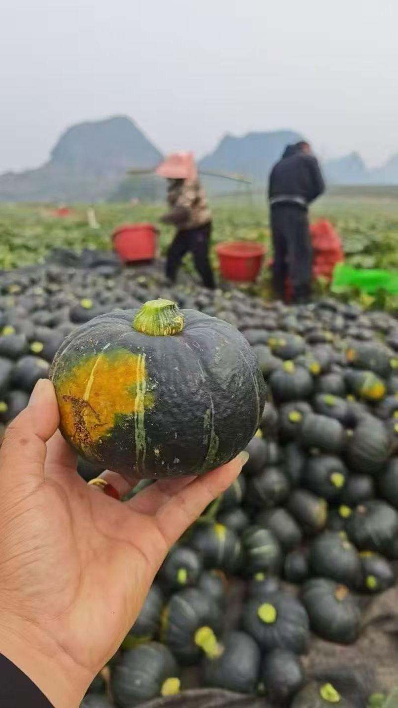 贝贝南瓜