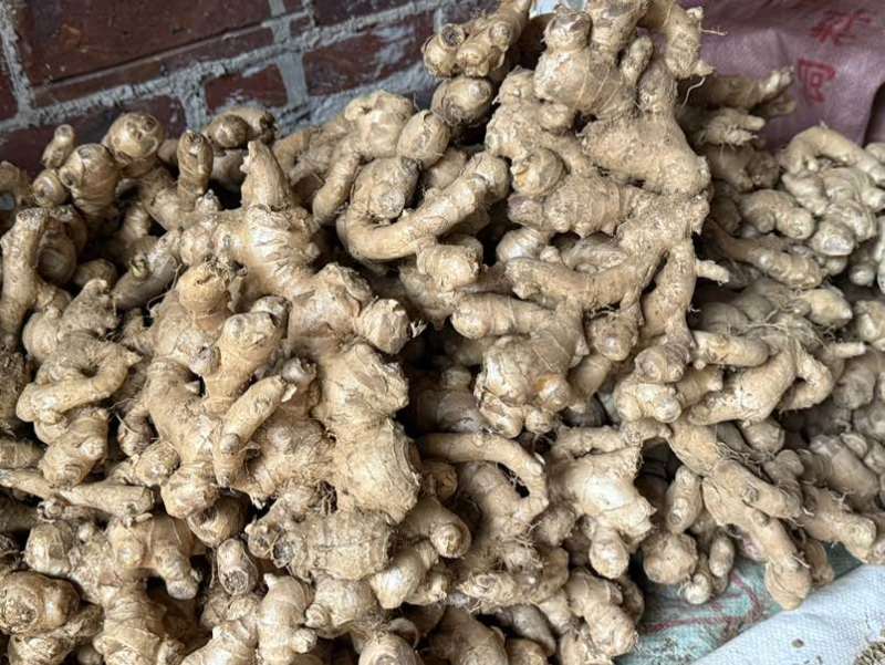 大量批发广西南宁现货小黄姜，本地姜1元1斤