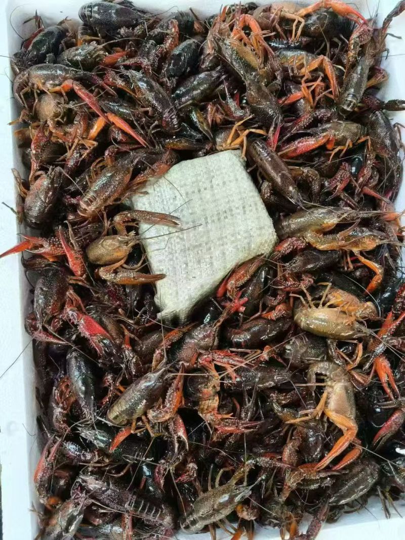 潜江小龙虾