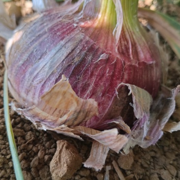 保山大蒜