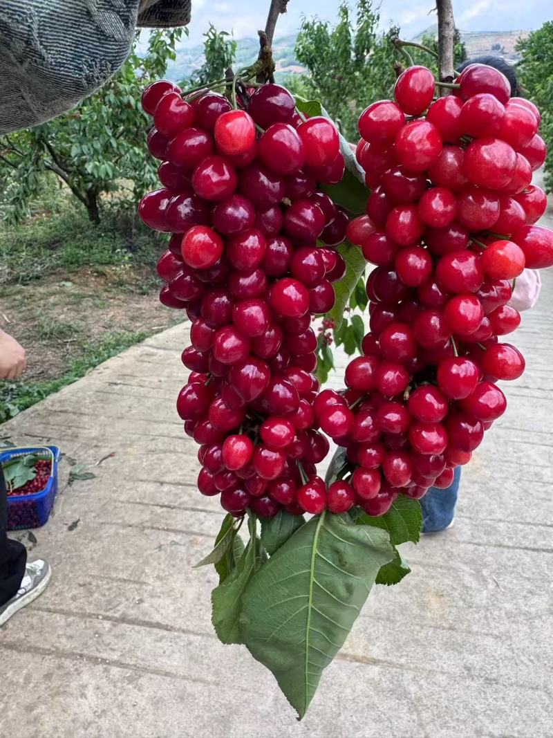 贵州六盘水樱桃