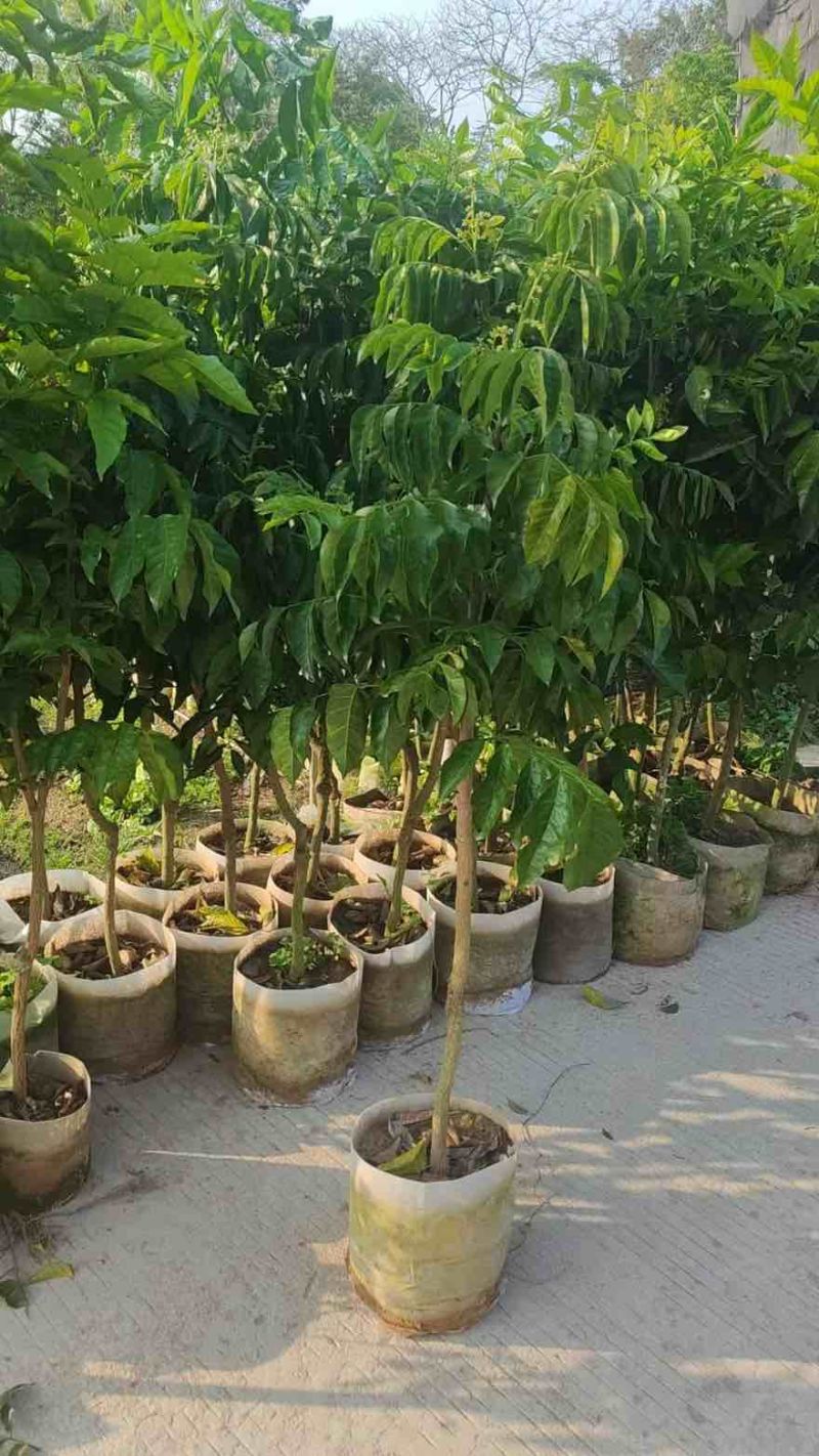 黄皮果苗1-8分，大量低价出售