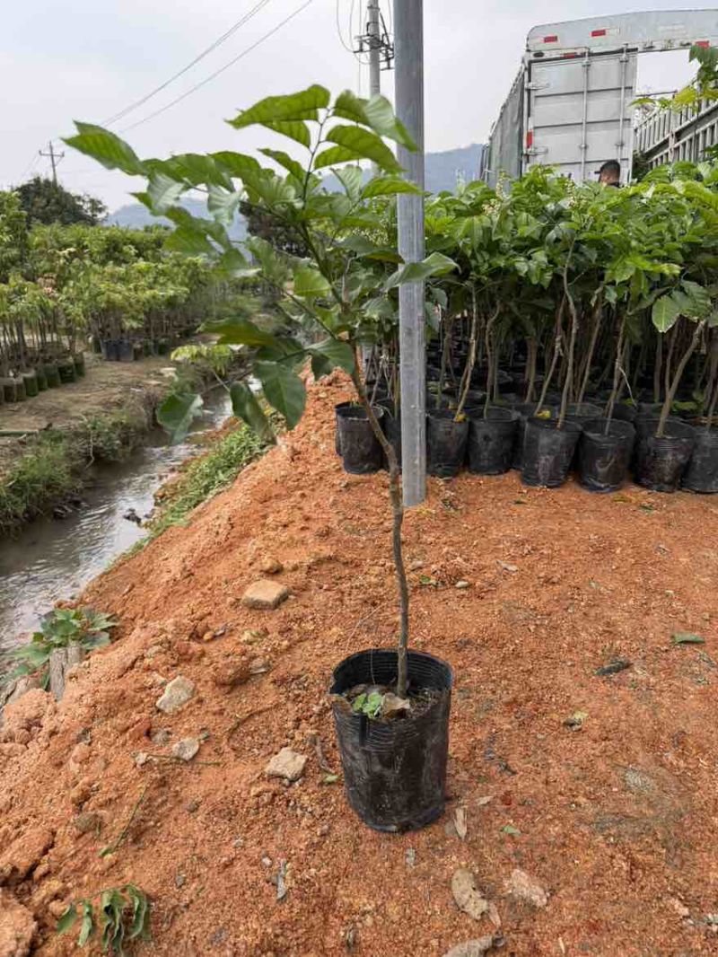 黄皮果苗1-8分，大量低价出售