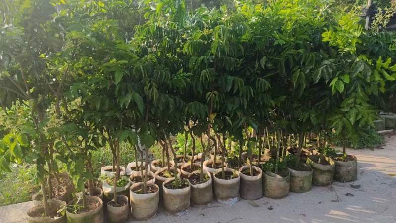 黄皮果苗1-8分，大量低价出售