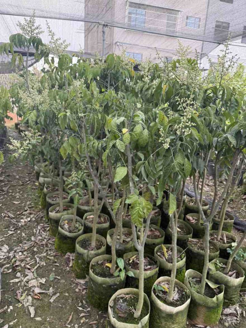 黄皮果苗1-8分，大量低价出售