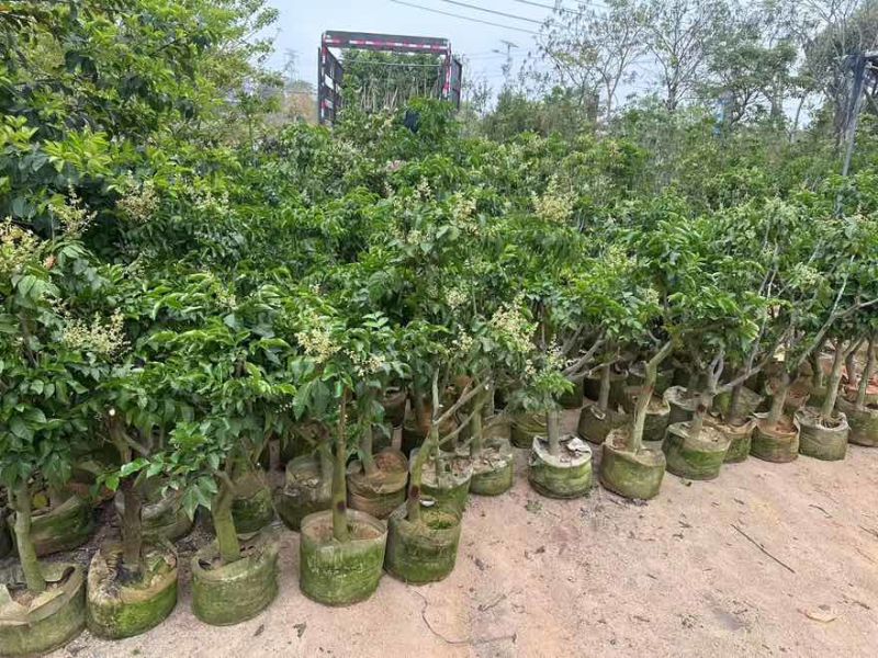 黄皮果苗1-8分，大量低价出售