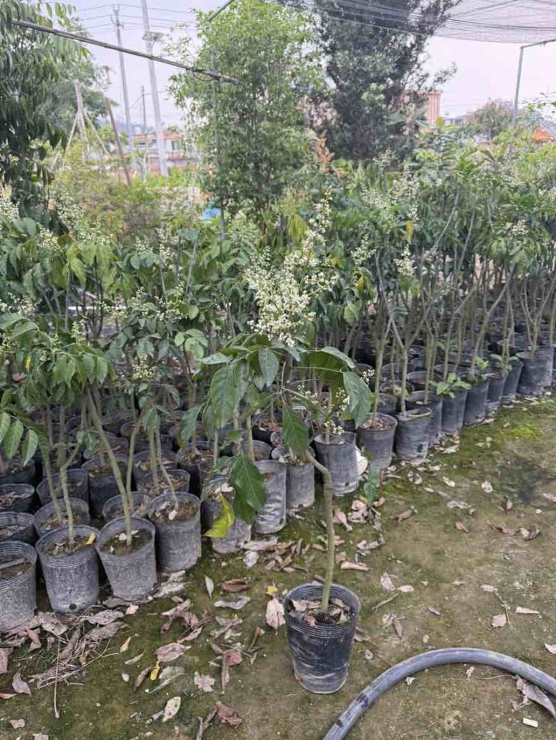 黄皮果苗1-8分，大量低价出售