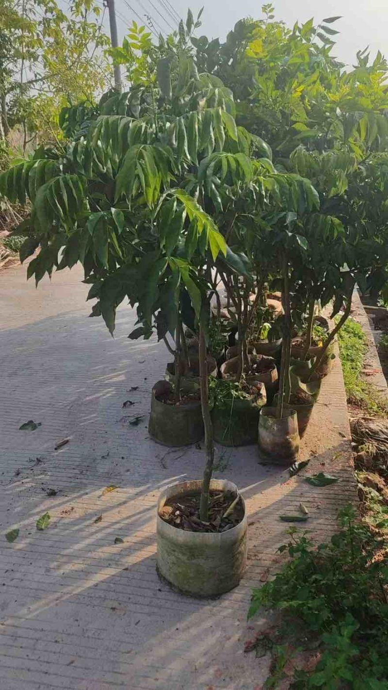 黄皮果苗1-8分，大量低价出售