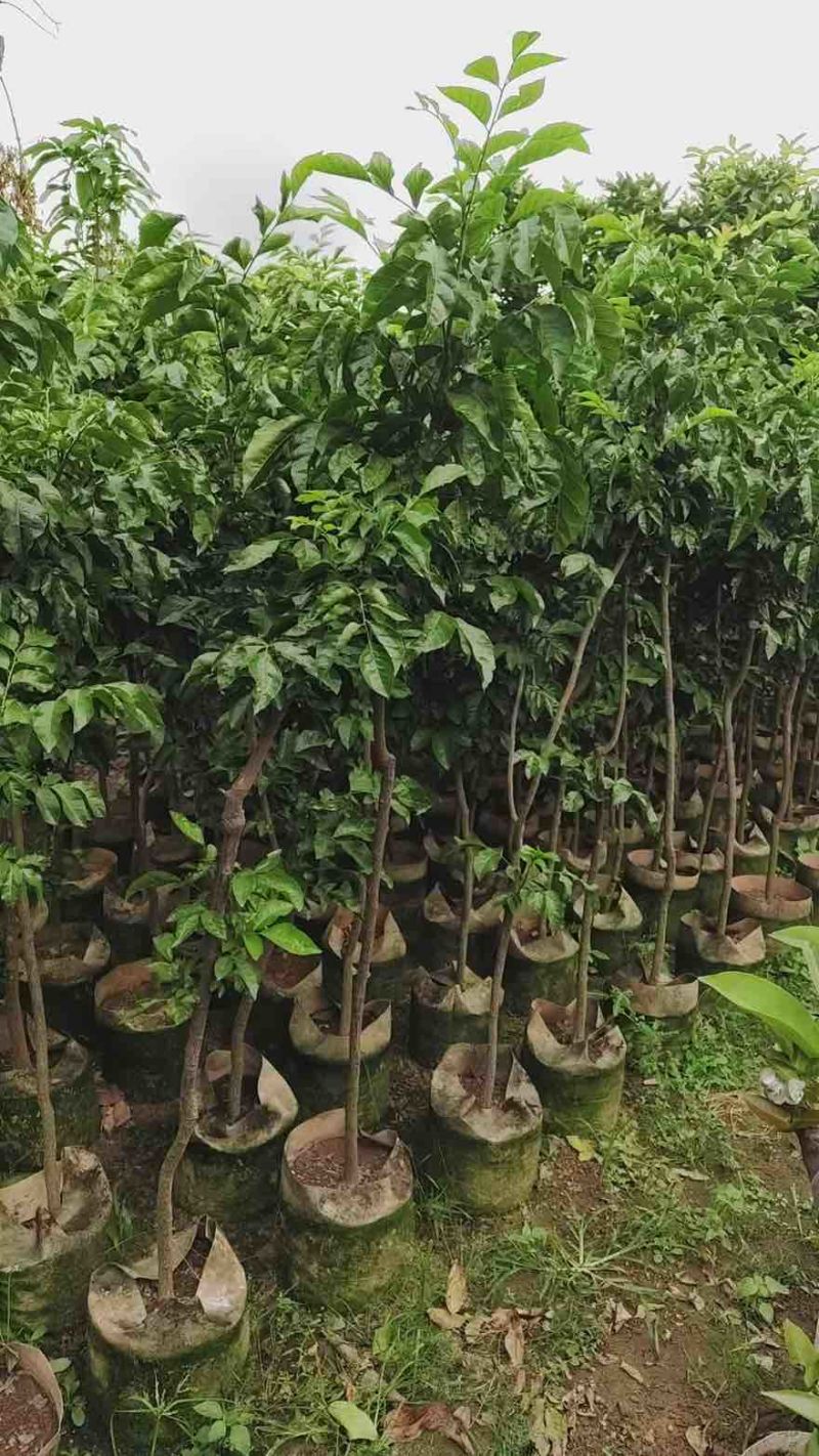 黄皮果苗1-8分，大量低价出售