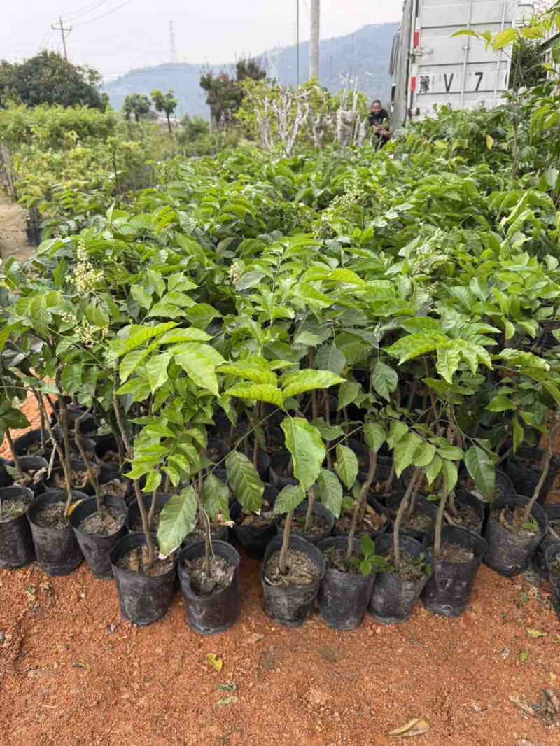 黄皮果苗1-8分，大量低价出售