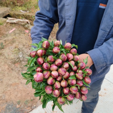 芍药花