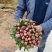 芍药花