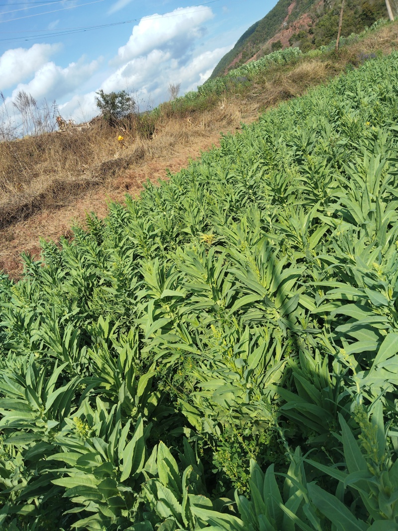 有十吨左右的鲜贡菜等待出售