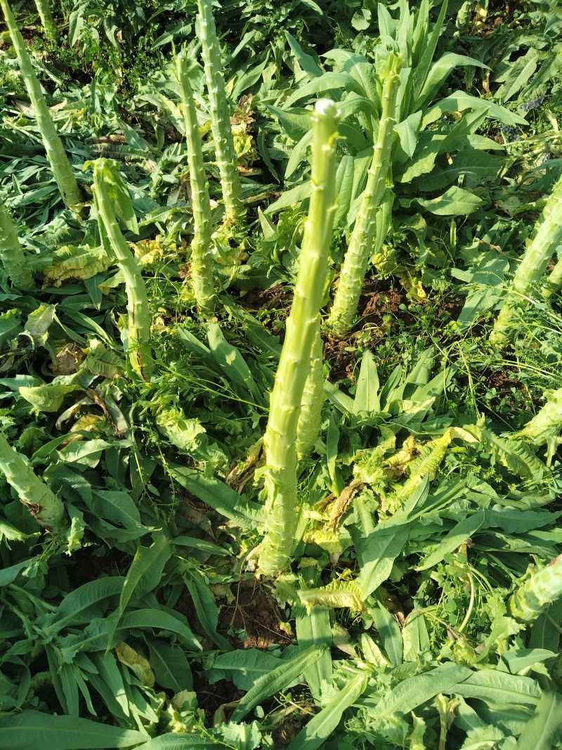 有十吨左右的鲜贡菜等待出售