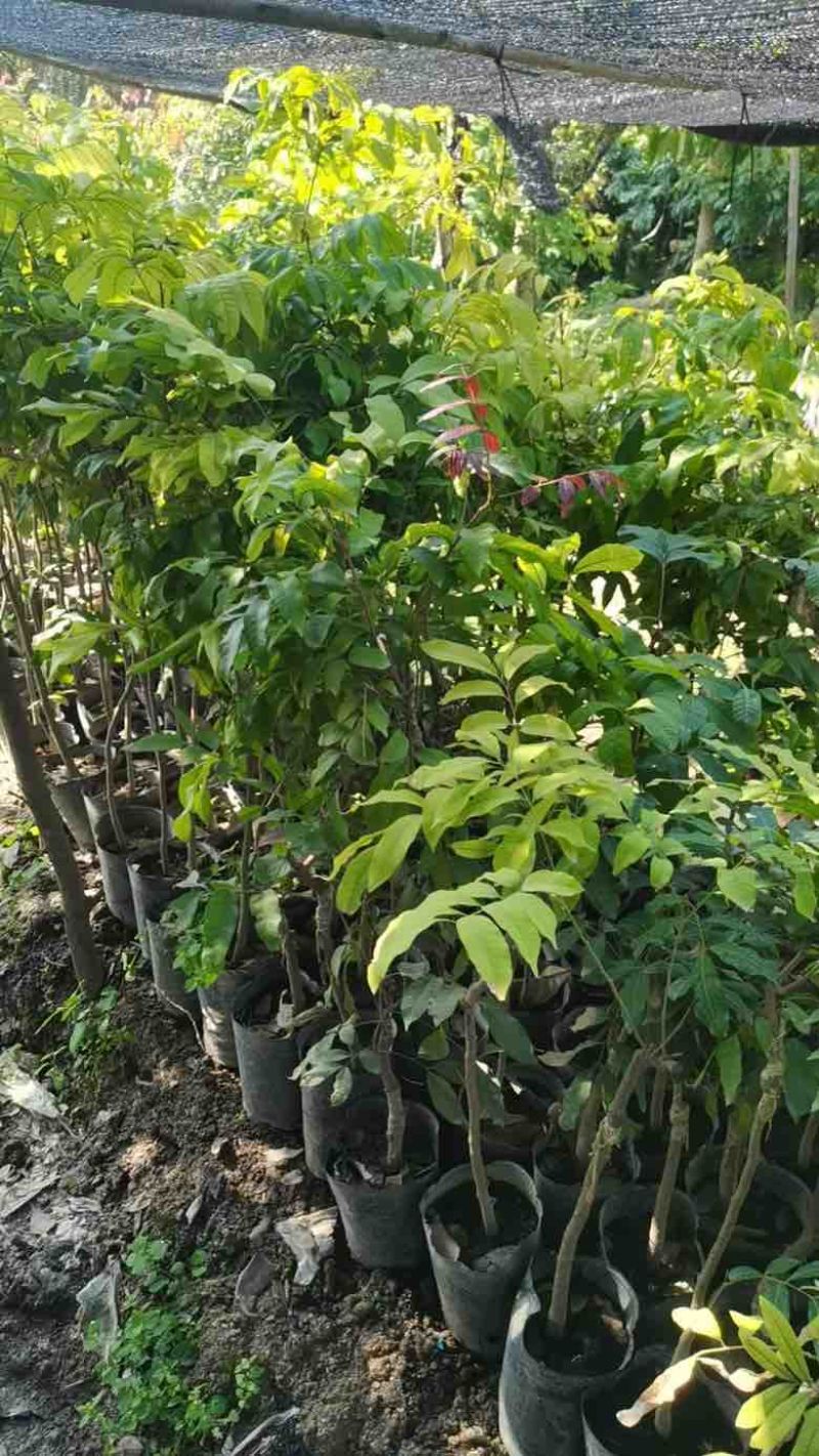 龙眼果苗20-300，各种规格，大量低价出售