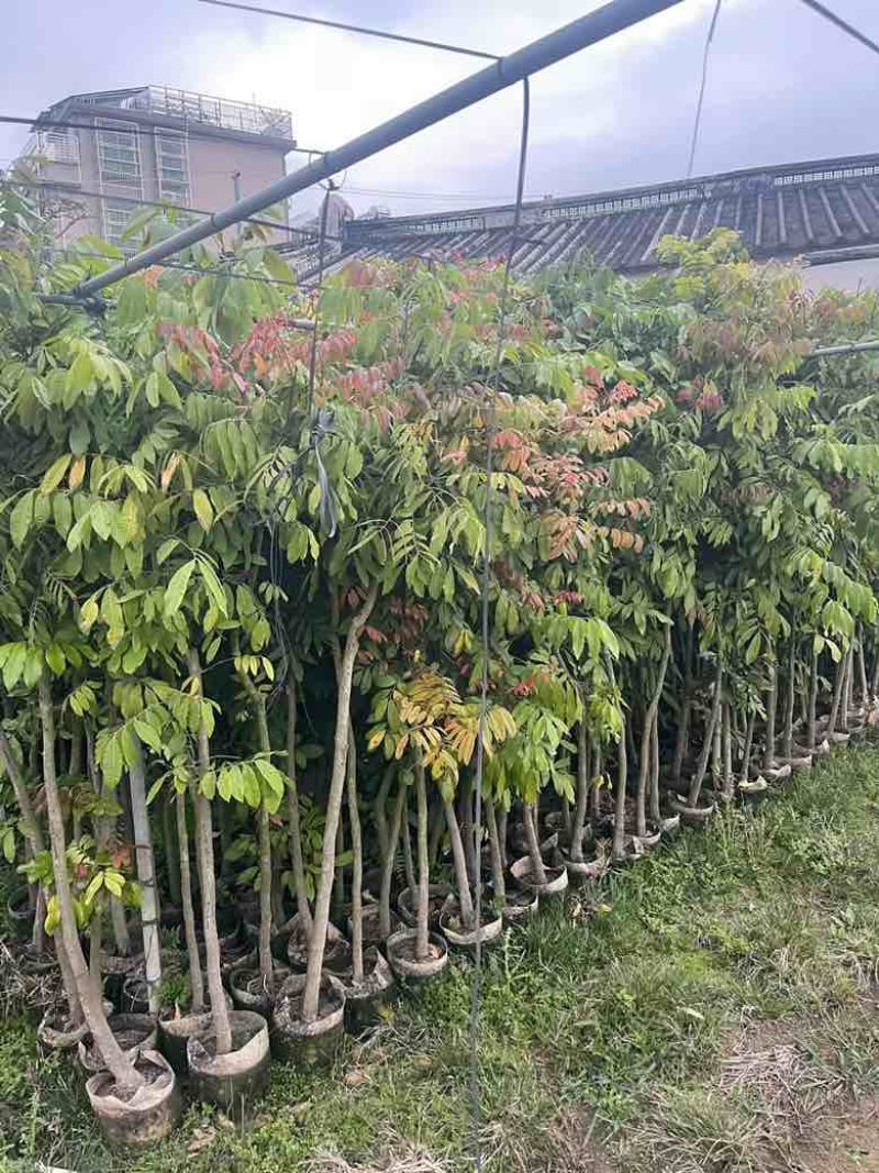 龙眼果苗20-300，各种规格，大量低价出售