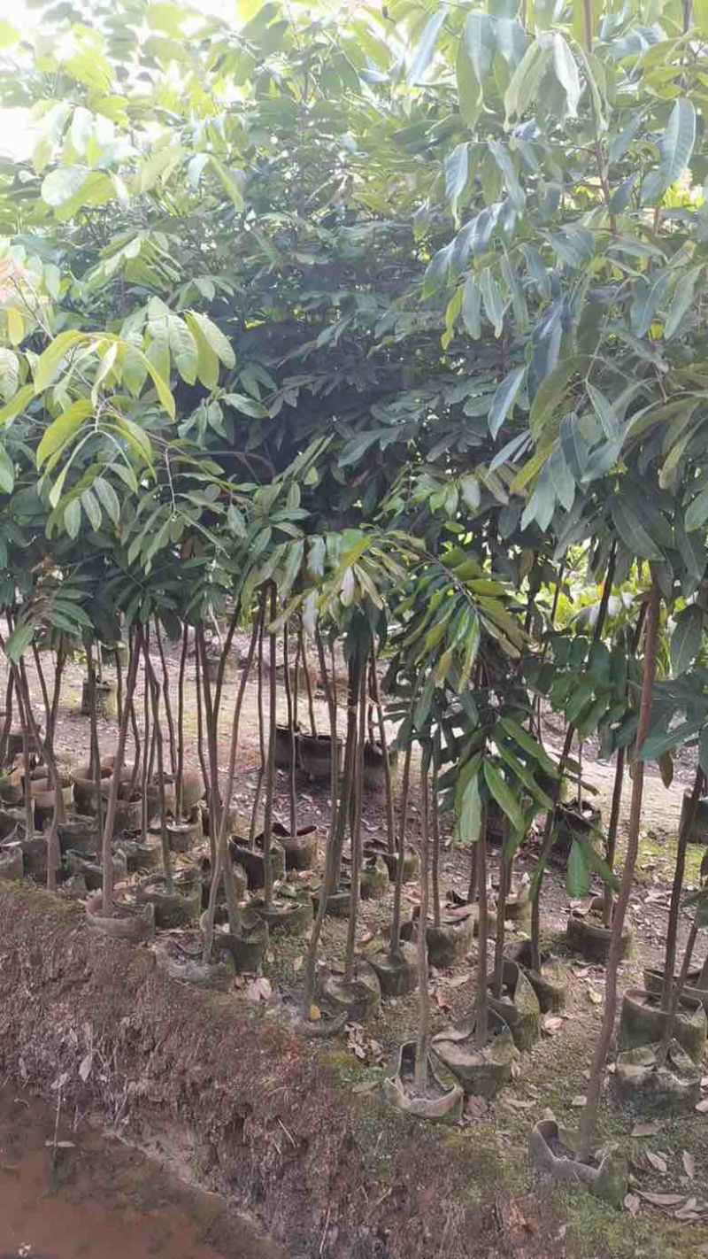 龙眼果苗20-300，各种规格，大量低价出售