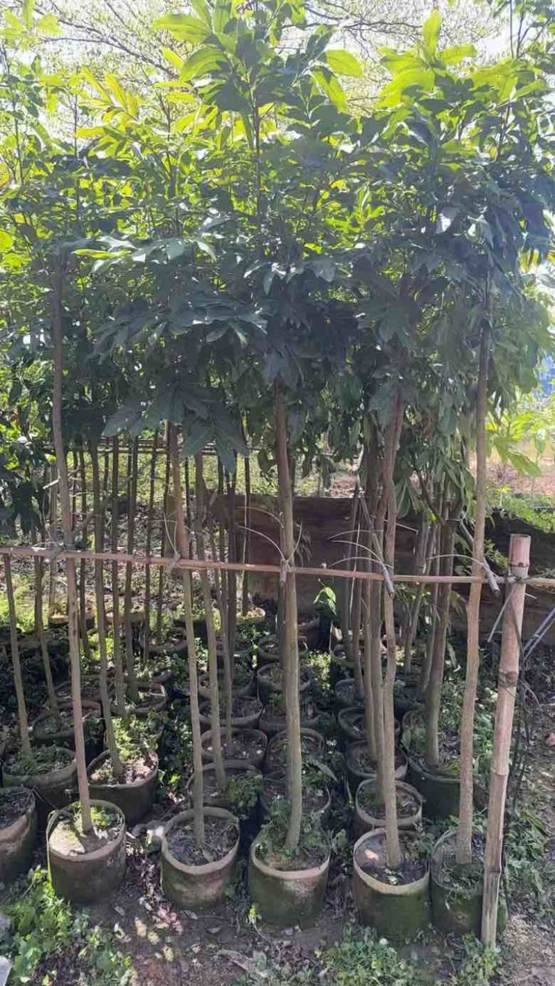 龙眼果苗20-300，各种规格，大量低价出售