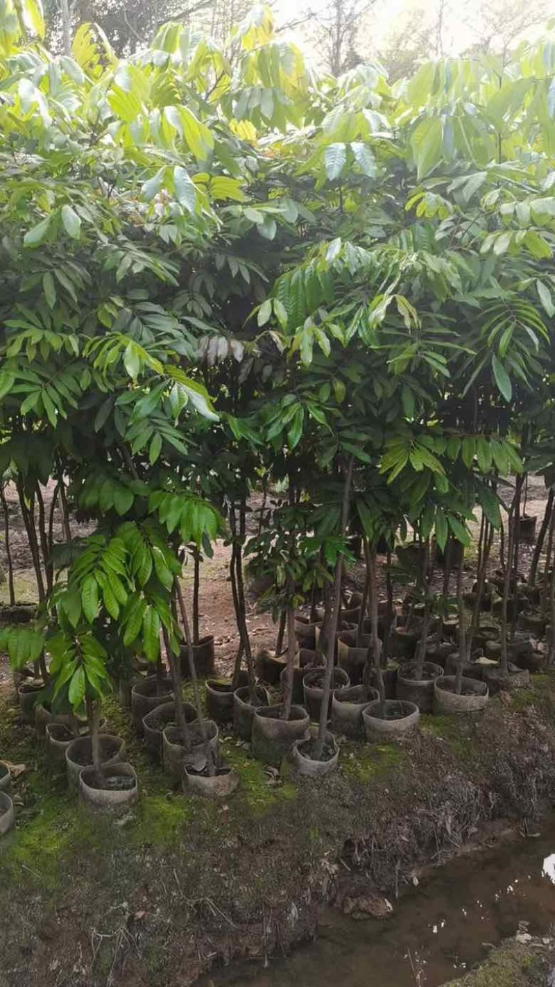 龙眼果苗1-12分，各种规格，大量低价出售