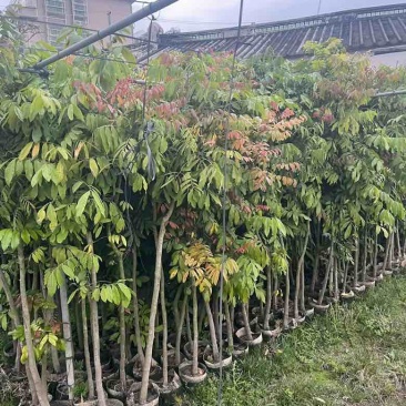 龙眼果苗1-12分，各种规格，大量低价出售