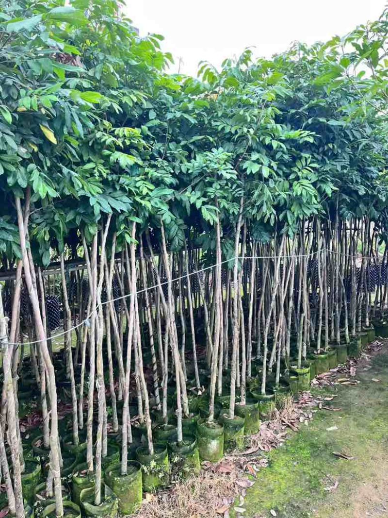 龙眼果苗1-12分，各种规格，大量低价出售