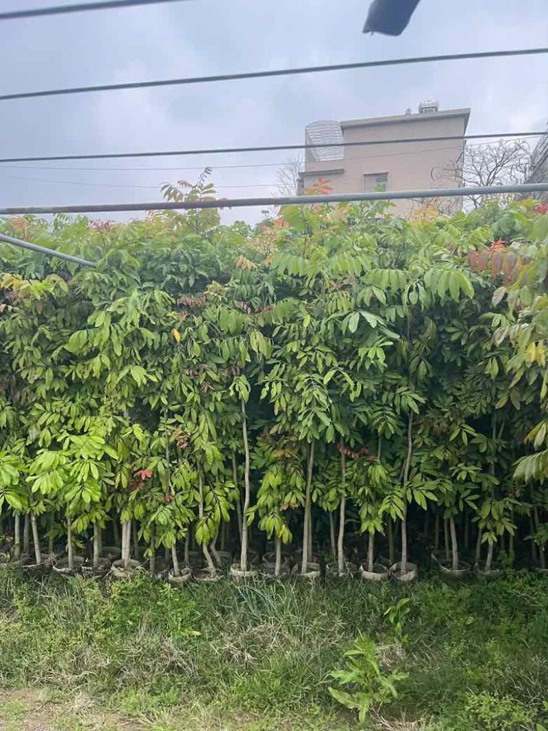 龙眼果苗1-12分，各种规格，大量低价出售
