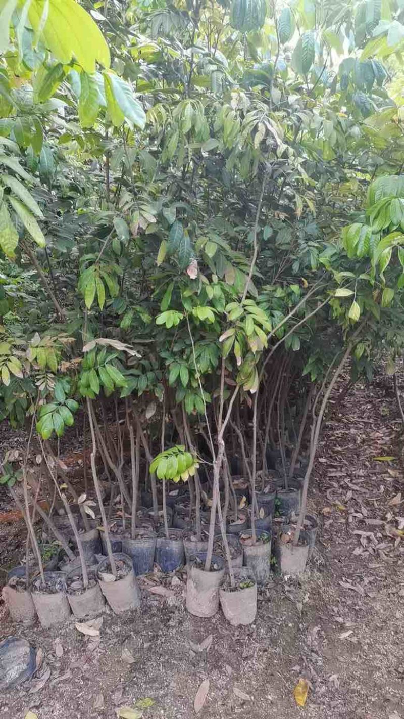 龙眼果苗1-12分，各种规格，大量低价出售