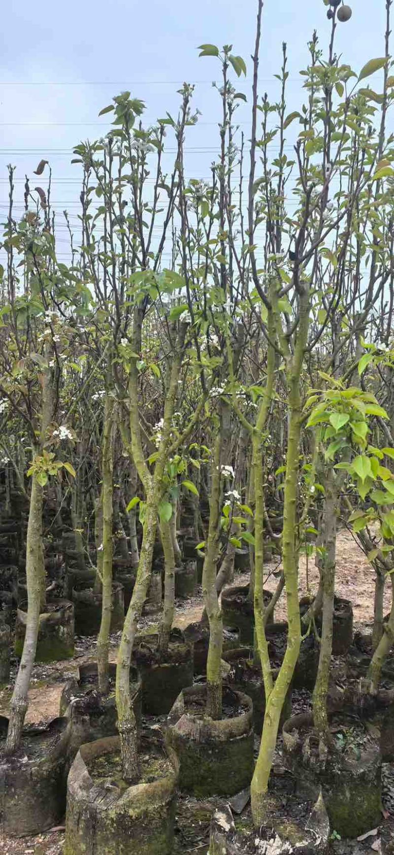 梨果苗1-12分，各种规格，大量低价出售