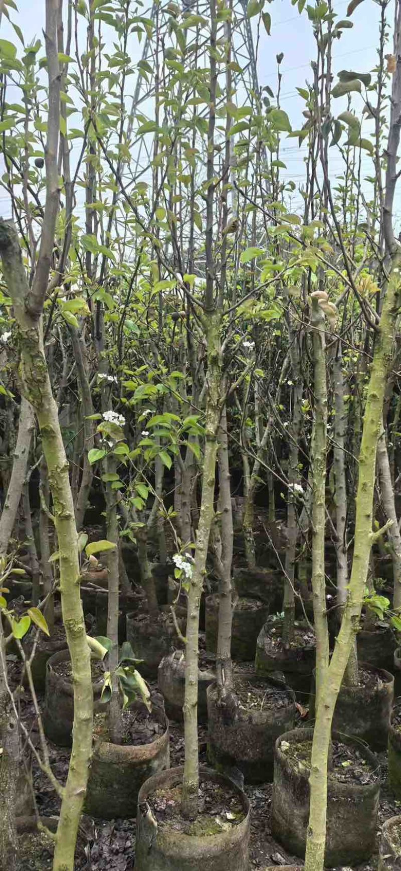 梨果苗1-12分，各种规格，大量低价出售